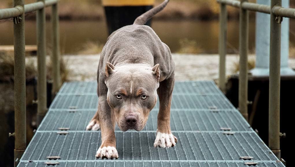 13 Banned Dog Breeds 2020