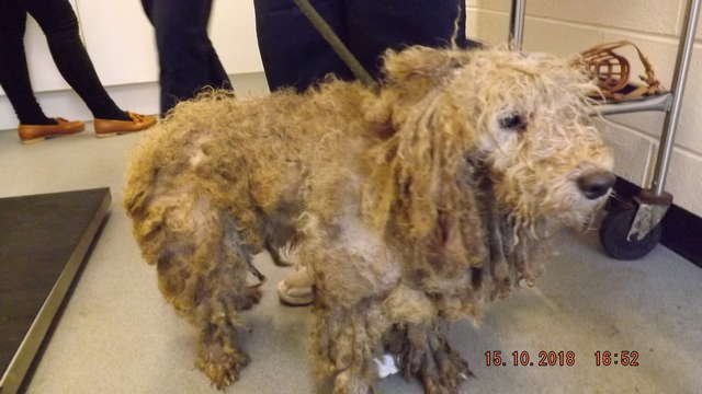 15 Separately Abandoned Matted Dogs May Be Linked, Authorities Say