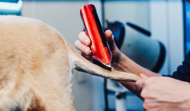 8 Tips on Buying and Safely Using Dog Hair Clippers featured image