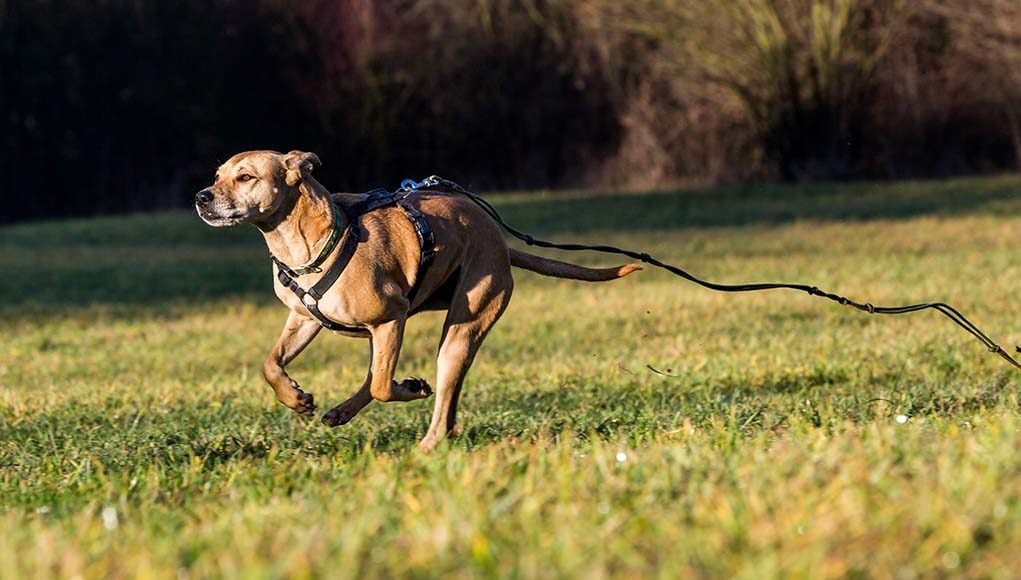 8 Tips on How to Train a Dog Not to Run Away and Safely Walk Off-leash