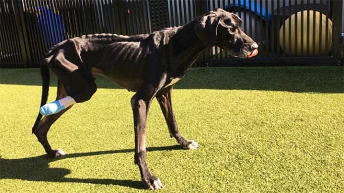 A Couple Forced a Sick and Starving Dog to Chew Off His Own Foot to Survive