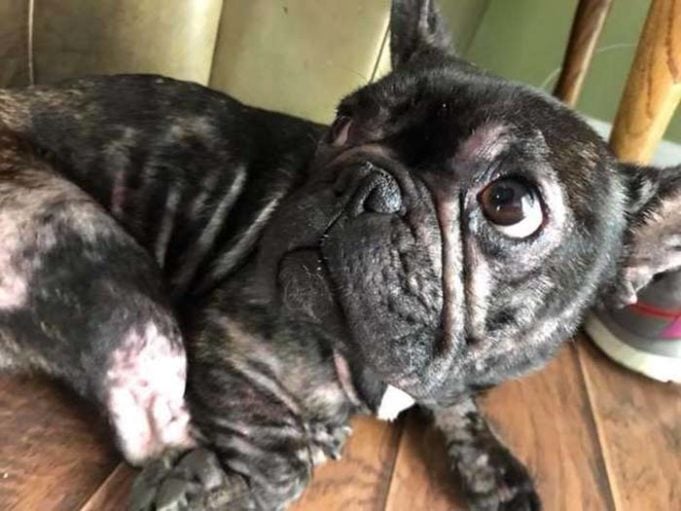 Abused French Bulldog from Puppy Mill Shows the True Meaning of Resilience