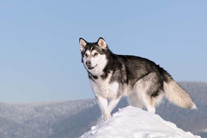 Alaskan Malamute is among the true American dog breeds