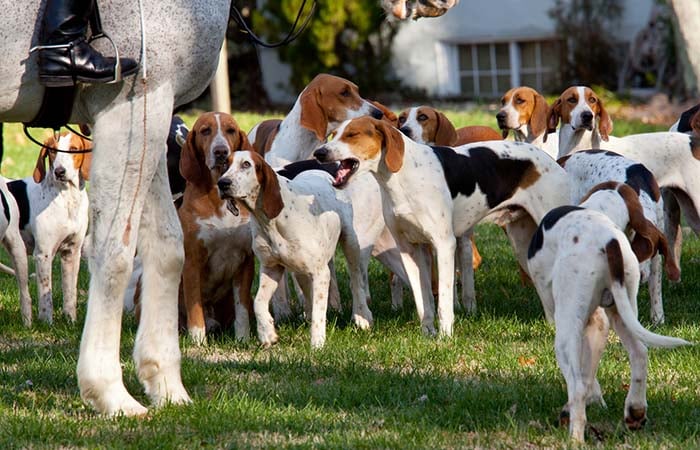 American Foxhound is among the true American dog breeds