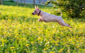 American Hairless Terrier is among the true American dog breeds