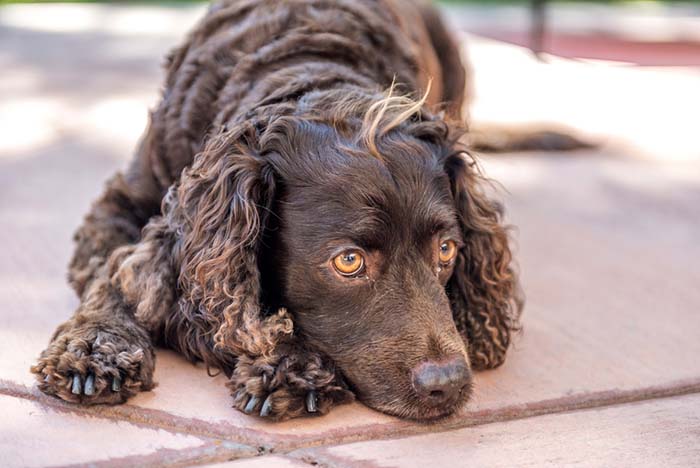 American Water Spaniel is among the true American dog breeds