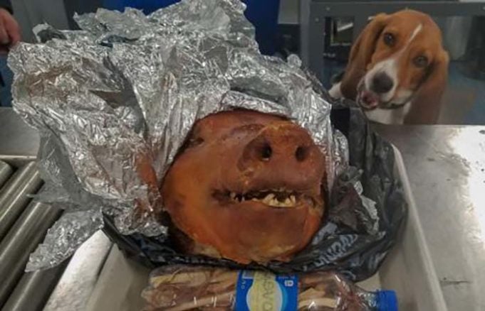 Border Patrol Beagle Defends Us Against African Swine Fever