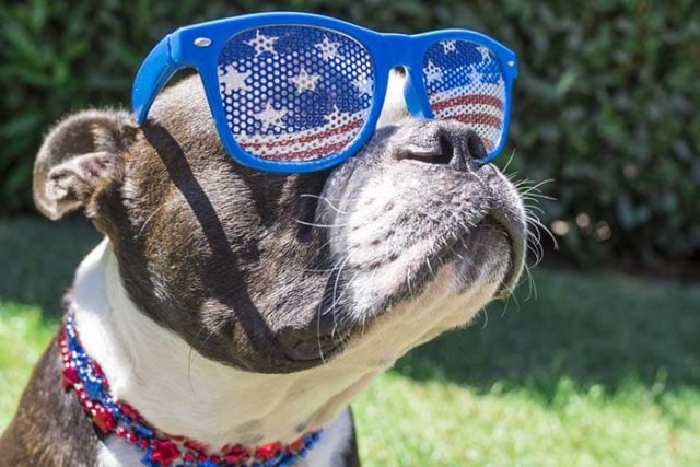 Top The 20 Most American Dog Breeds