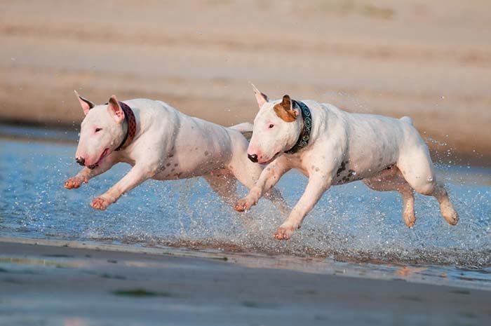 Bull Terrier dogs are some of the worst swimmers