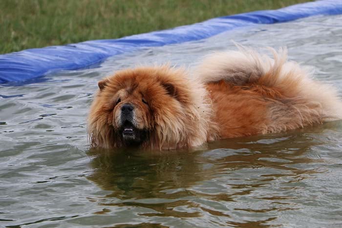 Chow Chow dogs are some of the worst swimmers