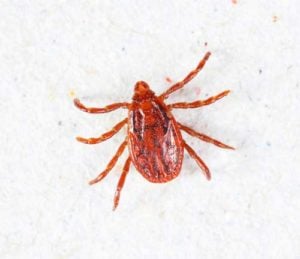 Close up of a dog tick