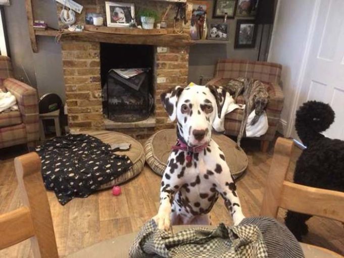 Dalmatian Puppy with Deadly Disease Purchased Online Gets a Second Chance with New Mom