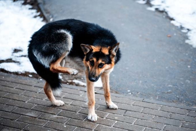 Dog Allergies More Severe Than Normal This Fall, Veterinarians Say