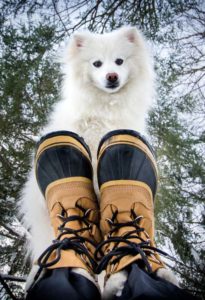 Dog Booties or Socks