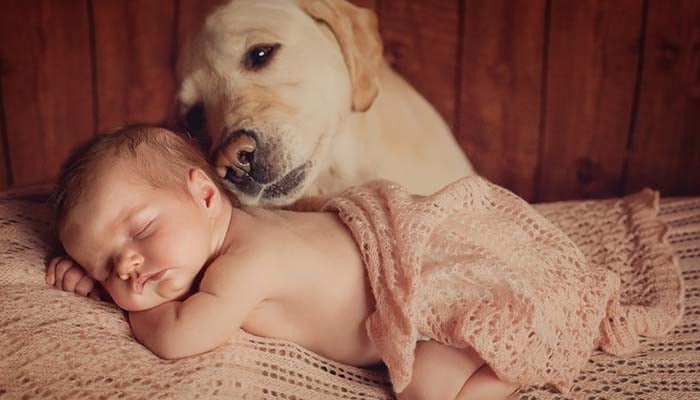 Dog Milk for Babies - Good or Bad