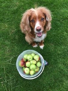 Feed your dog foods with antioxidants