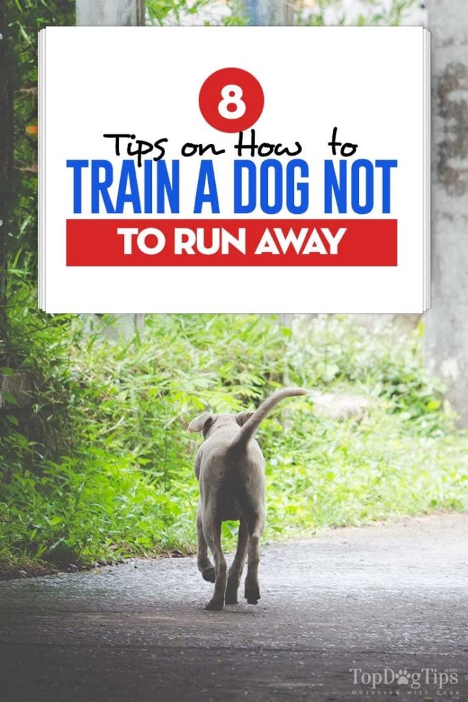 Guide on Training a Dog Not to Run Away