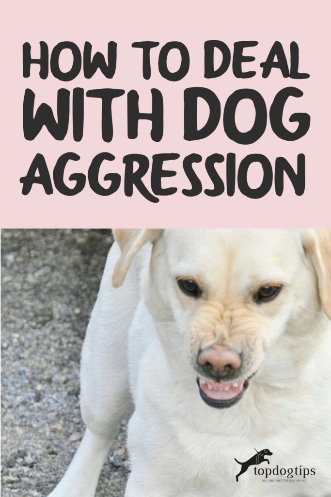 Dog Aggression