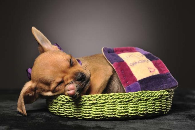 How to Get Your Dog to Sleep on a Dog Bed