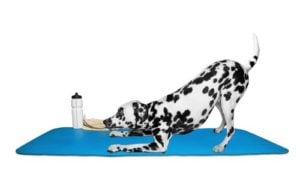 How to Prevent Muscle Straining in Your Dog