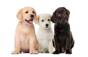 Importance of Dogs' Coat Color