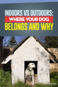 Indoors vs Outdoors - Where Your Dog Belongs and Why