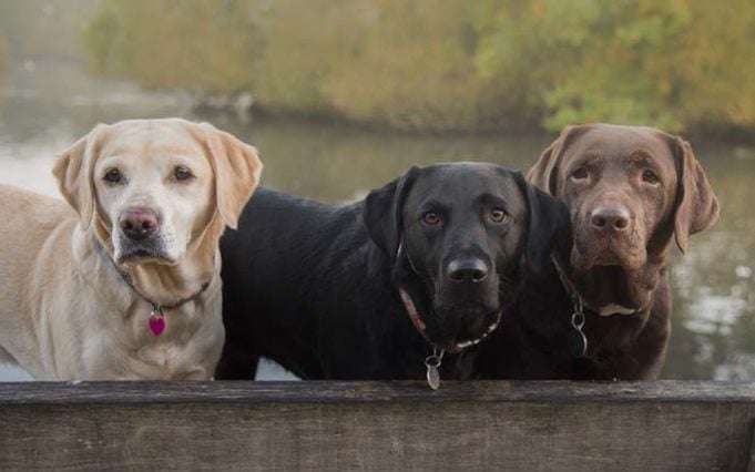 Labrador Life Expectancy Through Color - Chocolate Labs Are Less Healthy than Black or Yellow Labs