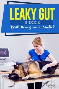 Leaky Gut in Dogs - Real Thing or a Myth