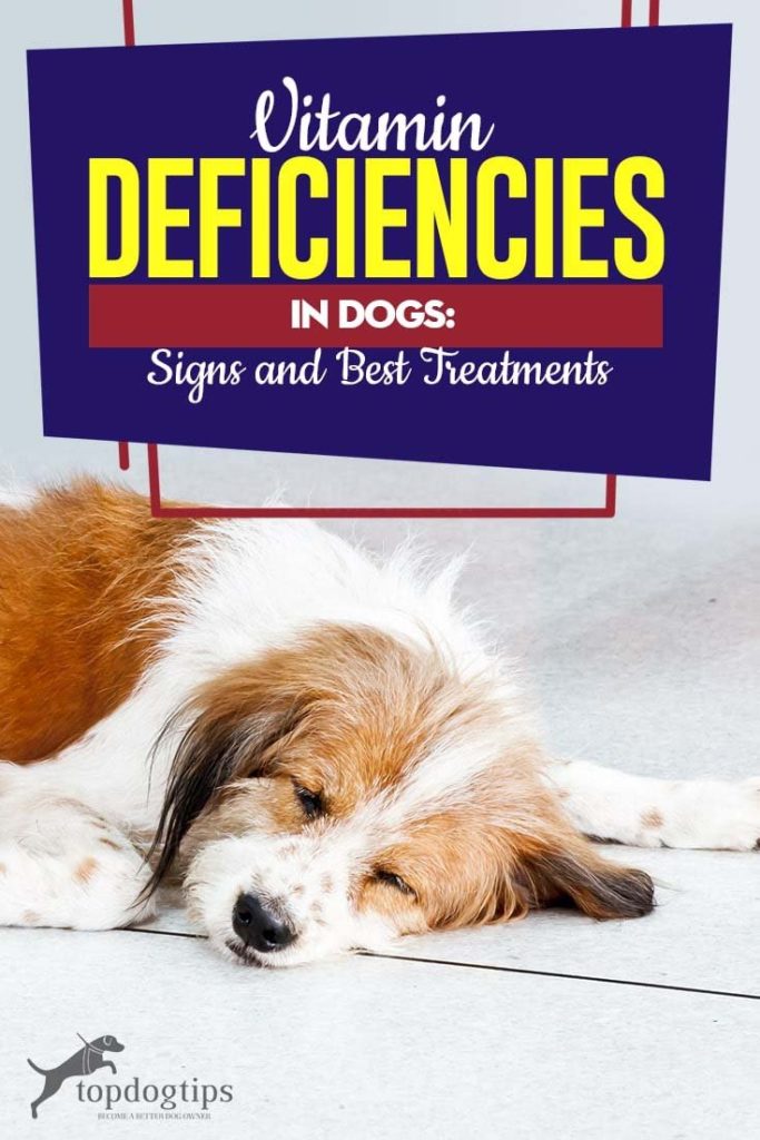 Most Common Vitamin Deficiencies in Dogs