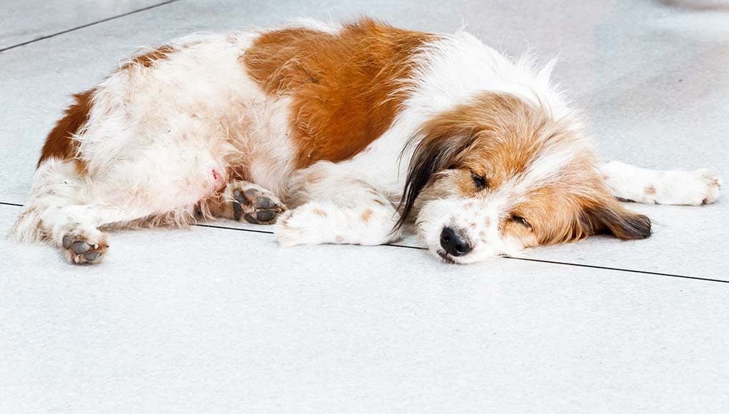 Signs and Treatment of Different Vitamin Deficiencies in Dogs