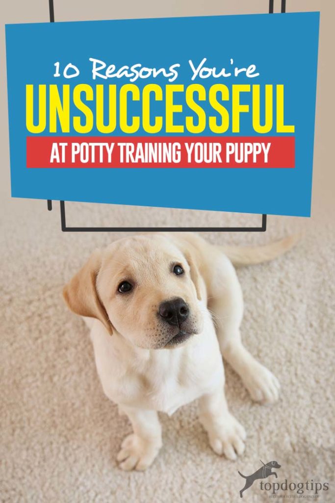 The 10 Reasons You’re Unsuccessful at Potty Training Your Puppy