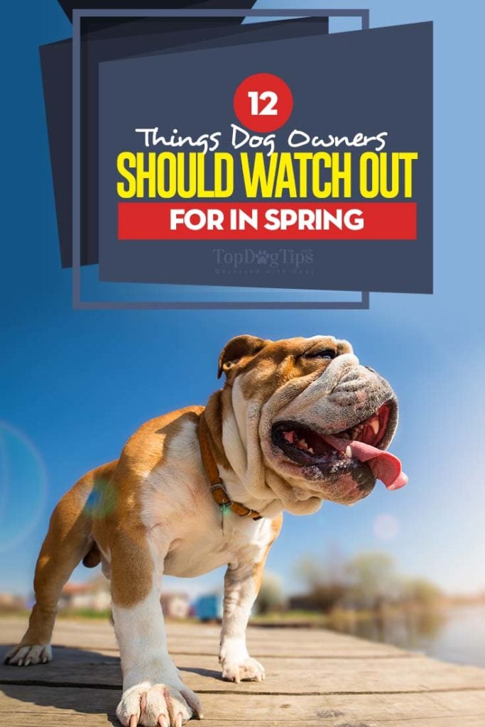 The 12 Things Dog Owners Should Watch Out for in Spring