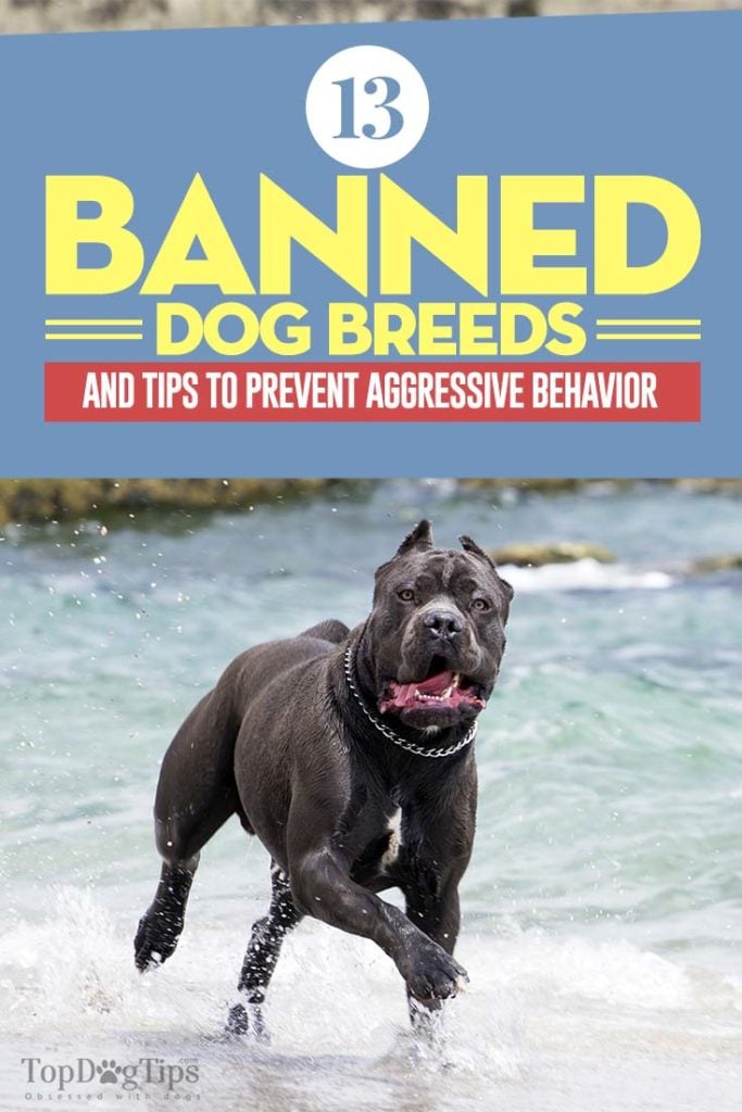 The 13 Banned Dog Breeds