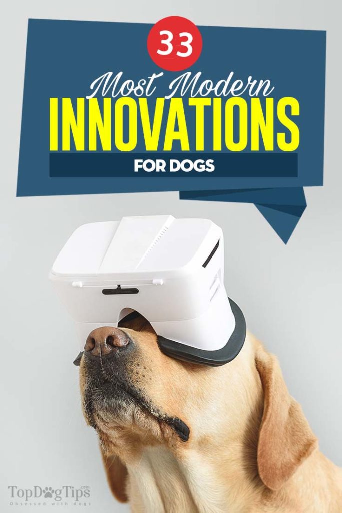 The 33 Modern Innovations for Dogs That We Love