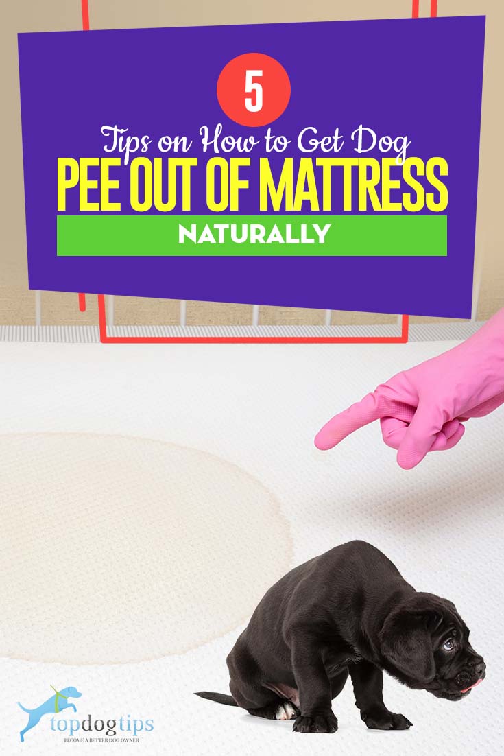 The 5 Tips on How to Get Dog Pee Out of Mattress