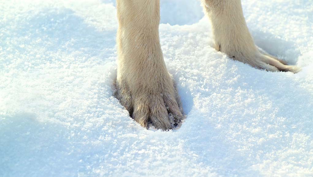 The Best Dog Paw Protection in the Winter