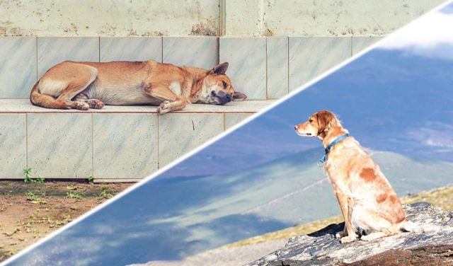 The Best and Worst Countries for Dogs