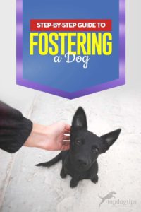 The Complete Step-by-step Guide to Fostering a Dog