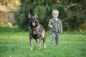 The Dog May Perceive the Child as a Puppy