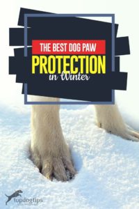 The Guide to Best Dog Paw Protection in the Winter