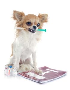 The main factors to consider when getting your dog vaccinated are your dog's age, size, breed, medical history and allergies, and the number of shots