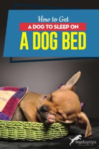 Tips on How to Get Your Dog to Sleep on a Dog Bed