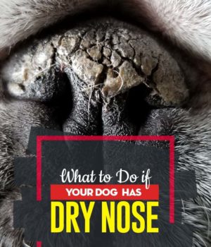 Tips on What to Do If Your Dog Has Dry Nose