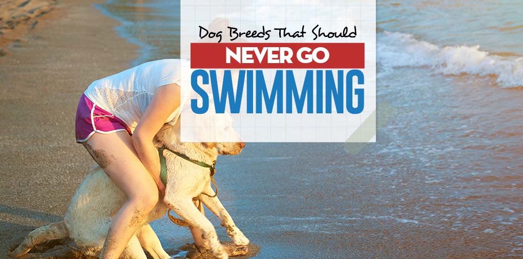 Top 20 Dog Breeds Worst at Swimming