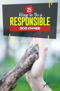 Top 25 Ways to Be a Responsible Dog Owner