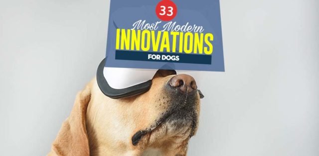 Top 33 Modern Innovations for Dogs That We Love featured image