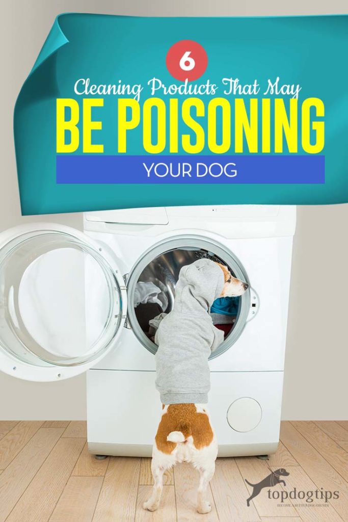 Top 6 Cleaning Products That May Be Poisoning Your Dog