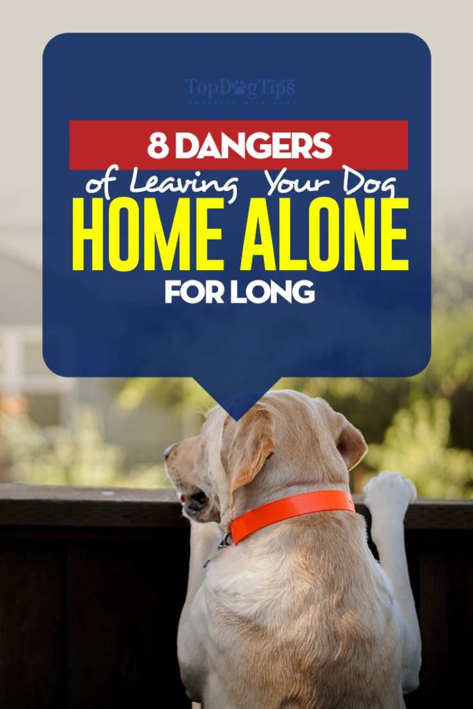 Top 8 Dangers of Leaving Your Dog Home Alone for Long (and how to avoid them)