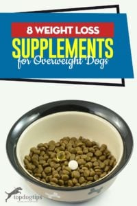 Top 8 Weight Loss Supplements for Dogs