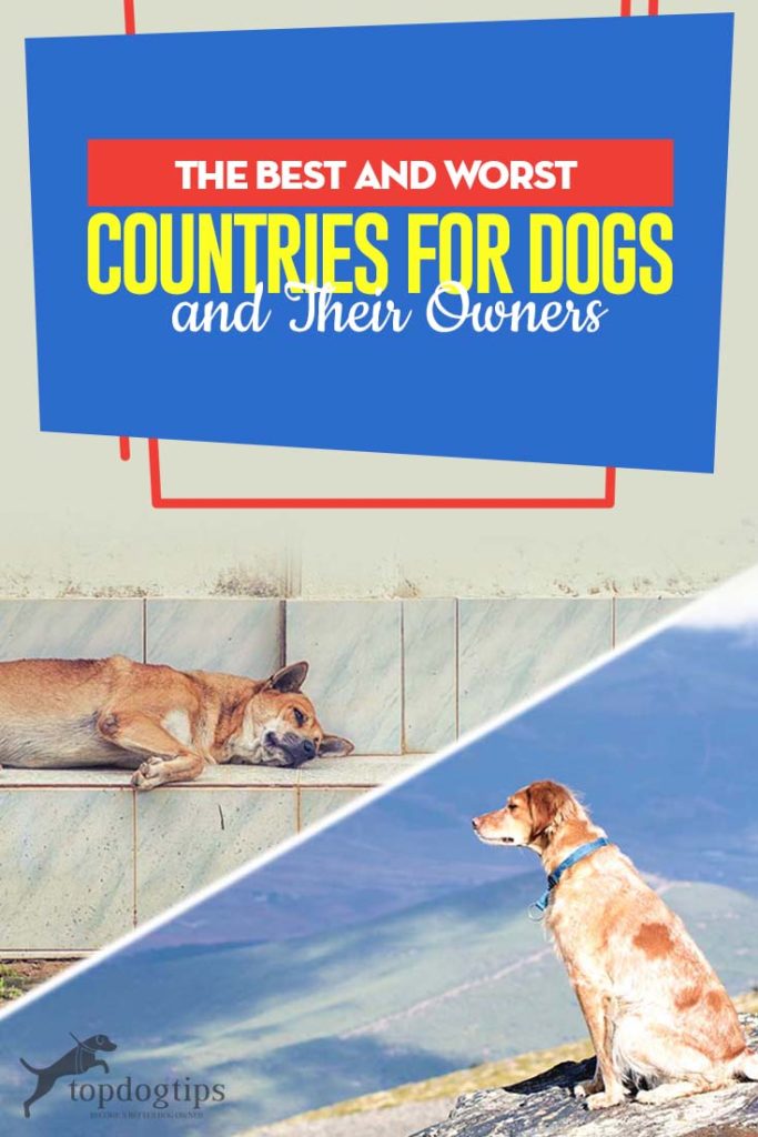 Top Best and Worst Countries for Dogs and Their Owners